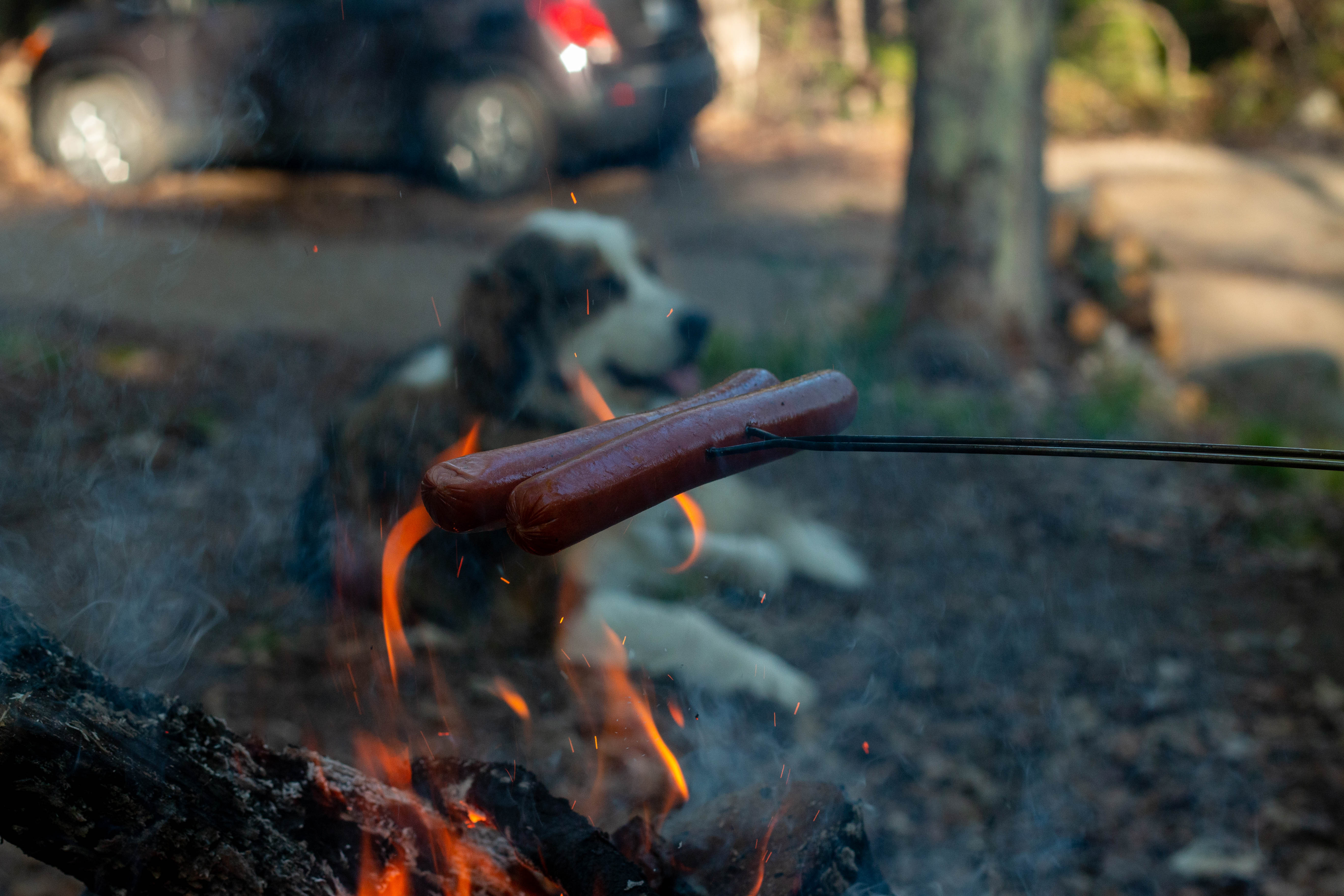 BBQの後ろに黒い犬