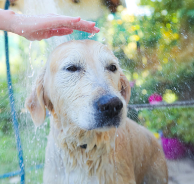 犬がシャワーしてる写真