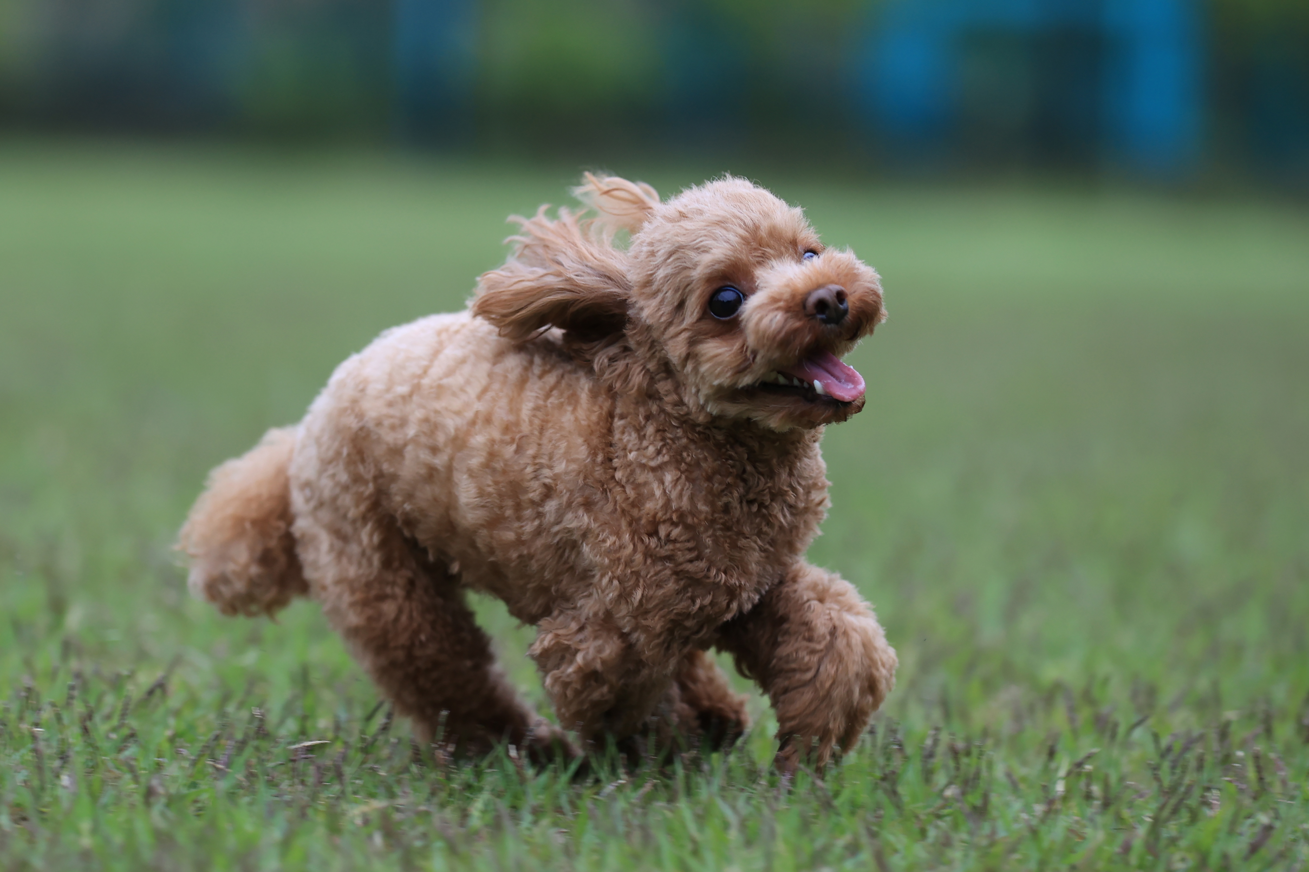 元気に走り回る小型犬